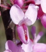 rośliny ozdobne - Judaszowiec kanadyjski MELON BEAUTY Cercis canadensis C4/80cm