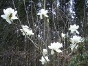 sadzonki - Magnolia denudata DOUBLE DIAMOND Magnolia naga C2/40-60cm *12T