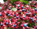 rośliny ozdobne -  Szczęślin późny FARGESII Clerodendrum trichotomum var.fargesii C3/60cm