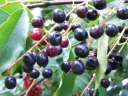 rośliny ogrodowe - Czeremcha amerykańska (Prunus serotina) C2-C3/40-60cm *K18