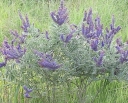 rośliny ogrodowe -  Amorfa siwa Amorpha canescens /P9 *13