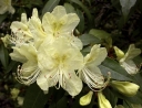 rośliny ogrodowe -  Rhododendron lutescens C3/80cm