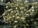 sklep ogrodniczy - Rhododendron lutescens C3/80cm