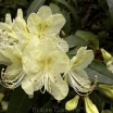 rośliny ozdobne - Rhododendron lutescens C3/80cm