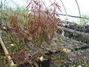 sadzonki - Rhododendron lutescens C3/80cm