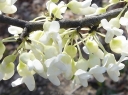 rośliny ozdobne -  Judaszowiec kanadyjski ROYAL WHITE Cercis canadensis C5/120-140cm *TS/L