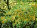 rośliny ozdobne - Judaszowiec kanadyjski ROYAL WHITE Cercis canadensis C5/120-140cm *TS/L