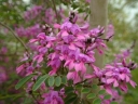 sklep ogrodniczy - Indigofera amblyantha Indygowiec amblyantha /C2