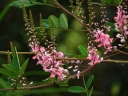 rośliny ozdobne - Indigofera amblyantha Indygowiec amblyantha /C2