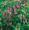 sklep ogrodniczy - Indigofera amblyantha Indygowiec amblyantha /C2
