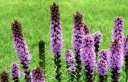 rośliny ogrodowe - Liatra kłosowa FIOLETOWA (Liatris spicata) /C5 *7F