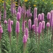 sklep ogrodniczy - Liatra kłosowa FIOLETOWA (Liatris spicata) /C5 *7F