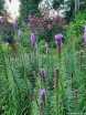sklep ogrodniczy - Liatra kłosowa FIOLETOWA (Liatris spicata) /C5 *7F