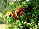 rośliny ozdobne -  Dereń jadalny (Cornus mas odmiana krajowa) C2/40-60cm *K19