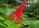 rośliny ogrodowe -  Kolcosił straszliwy Oplopanax horridus /C2