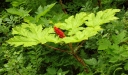 sklep ogrodniczy - Kolcosił straszliwy Oplopanax horridus /C2