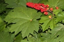 rośliny ozdobne - Kolcosił straszliwy Oplopanax horridus /C2