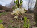 sklep ogrodniczy -  Wiciokrzew PACHNĄCY Lonicera purpusii C2/40-60cm *K18