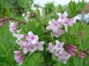 rośliny ozdobne -  Wiciokrzew lilakowy Lonicera syringantha P13/20-30cm *K18