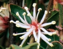 sklep ogrodniczy -  Sarcococca hookeriana var.digyna PURPLE STEM C2/30-40cm *K12