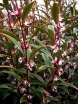 rośliny ozdobne - Sarcococca hookeriana var.digyna PURPLE STEM C2/30-40cm *K12