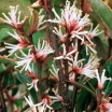 rośliny ogrodowe - Sarcococca hookeriana var.digyna PURPLE STEM C2/30-40cm *K12