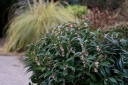 rośliny ogrodowe - Sarcococca hookeriana var.digyna PURPLE STEM C2/30-40cm *K12