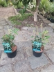 sadzonki - Sarcococca hookeriana var.digyna PURPLE STEM C2/30-40cm *K12