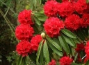 rośliny ozdobne -  Rhododendron barbatum Różanecznik C2/30cm