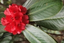 rośliny ozdobne - Rhododendron barbatum Różanecznik C2/30cm