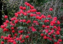 sadzonki - Rhododendron barbatum Różanecznik C2/30cm