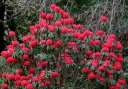 rośliny ozdobne - Rhododendron barbatum Różanecznik C2/30cm