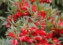 rośliny ozdobne -  Rhododendron floccigerum C5/30cm