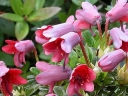 sklep ogrodniczy -  Rhododendron campylogynum BODNANT RED /C1,5