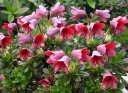 sklep ogrodniczy - Rhododendron campylogynum BODNANT RED /C1,5