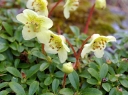 sadzonki -  Rhododendron lowndesii /C1,5