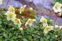 rośliny ozdobne - Rhododendron lowndesii /C1,5