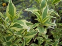 sklep ogrodniczy -  Dereń jadalny Variegata (Cornus mas Variegata)