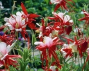 rośliny ogrodowe -  Orlik ogrodowy CRIMSON STAR  Aquilegia /C2