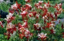 sadzonki - Orlik ogrodowy CRIMSON STAR  Aquilegia /C2