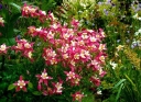 sklep ogrodniczy - Orlik ogrodowy CRIMSON STAR  Aquilegia /C2