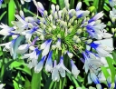 rośliny ogrodowe -  Agapant TWISTER Agapanthus /C2 *D