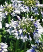 rośliny ogrodowe - Agapant TWISTER Agapanthus /C2 *D
