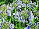 rośliny ozdobne - Agapant TWISTER Agapanthus /C2 *D