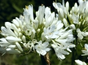 sklep ogrodniczy -  Agapant DOUBLE DIAMOND   Agapanthus /P15