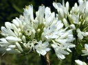 rośliny ogrodowe -  Agapant DOUBLE DIAMOND   Agapanthus /P15