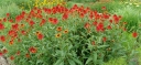 sklep ogrodniczy - Jeżówka HOT PAPAYA Echinacea C1
