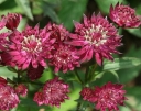 rośliny ogrodowe - Jarzmianka większa RUBY WEDDING Astrantia major /P9 *K7