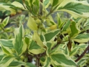 sklep ogrodniczy - Dereń jadalny Variegata (Cornus mas Variegata)