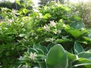 sklep ogrodniczy - Kielichowiec WHITE DRESS Calycanthus C5/60-80cm